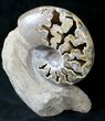 Polished Ammonite Fossil With Stone Base - Tall #20181-3